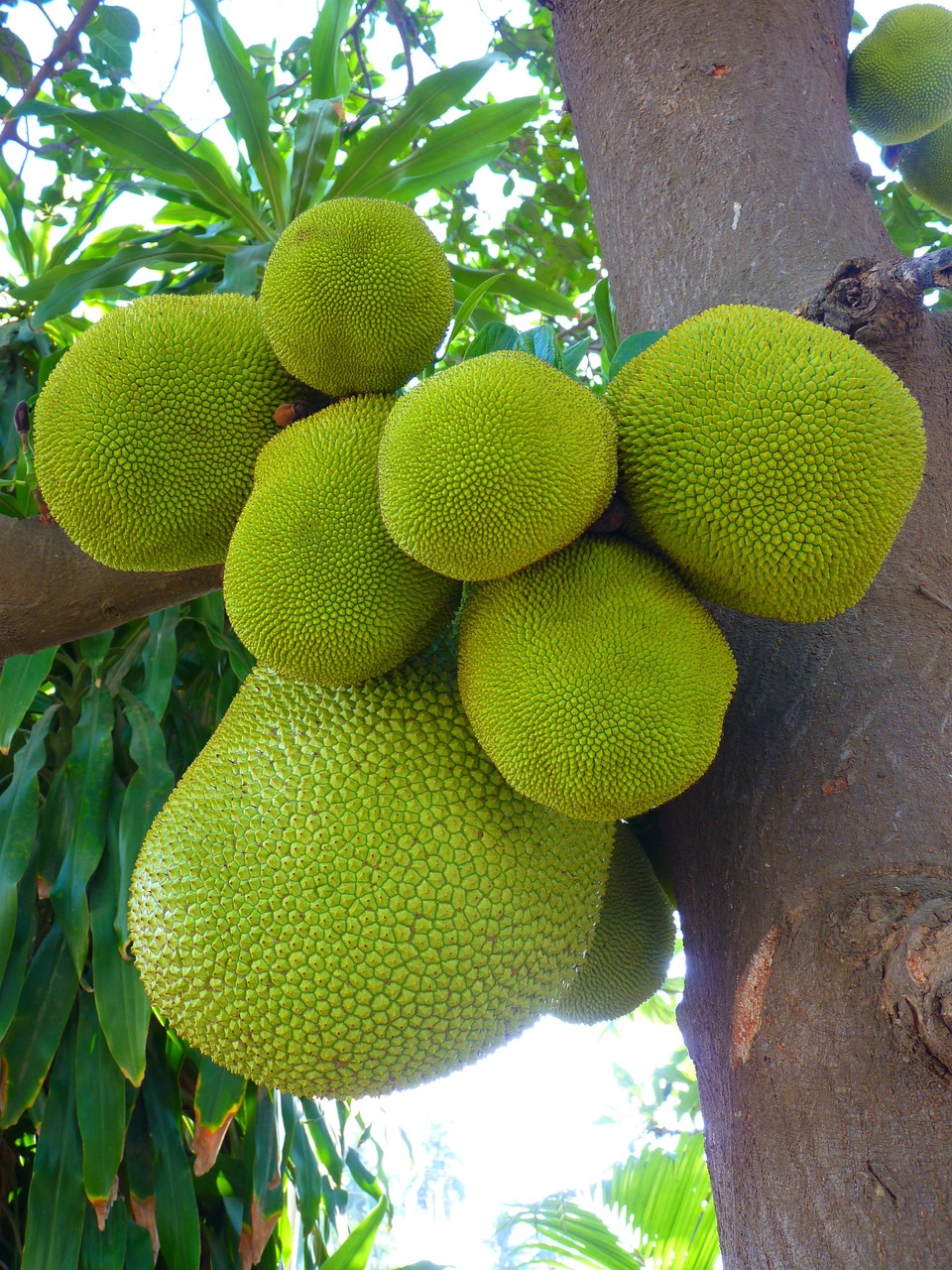 Jackfruit: Zaštita od visokog krvnog tlaka i magnezij za živce